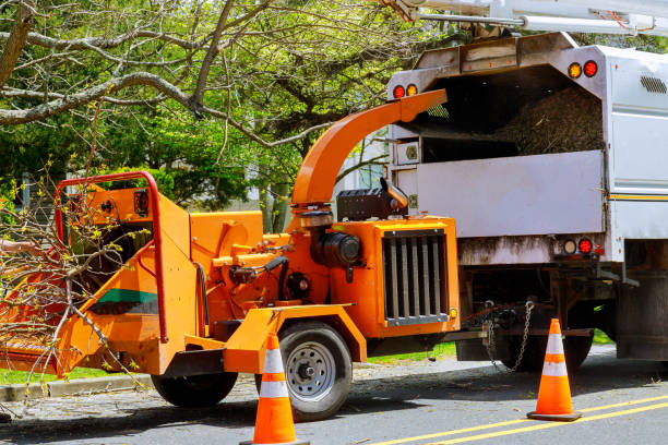 Best Storm Damage Tree Cleanup  in Folsom, PA